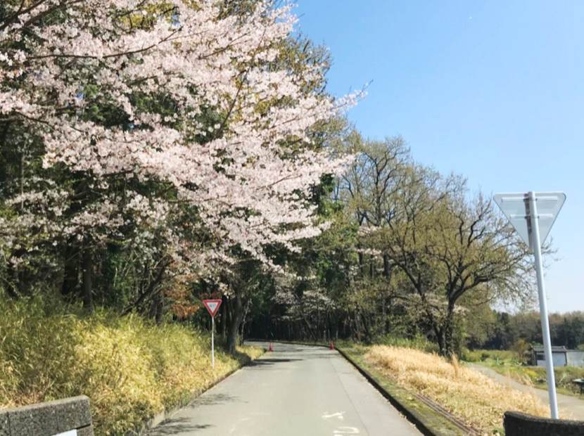 桜満開の配属先事業所　風景写真